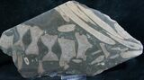 Polished Slab Of Ichthyosaur Vertebrae & Ribs #8249-1